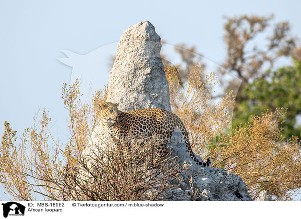 Afrikanischer Leopard / African leopard / MBS-18962