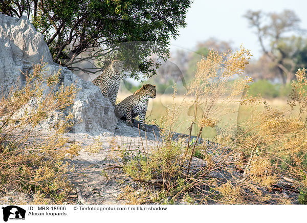 Afrikanische Leoparden / African leopards / MBS-18966