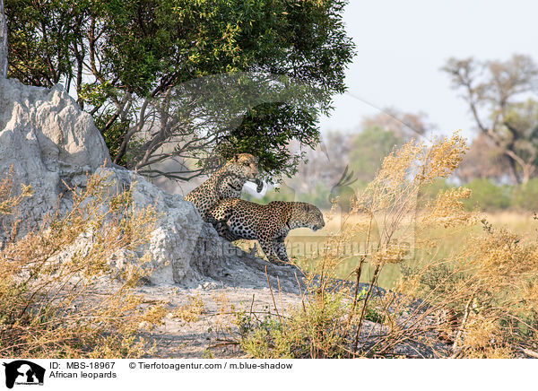 Afrikanische Leoparden / African leopards / MBS-18967