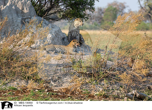 Afrikanische Leoparden / African leopards / MBS-18969