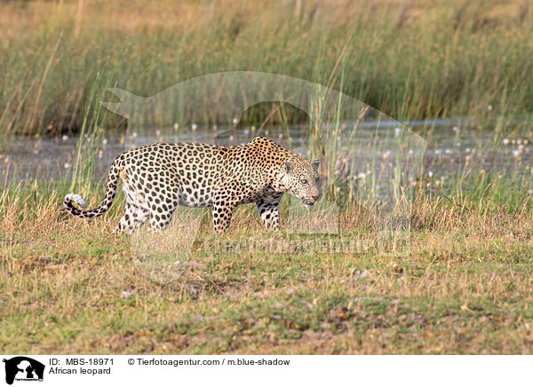 Afrikanischer Leopard / African leopard / MBS-18971