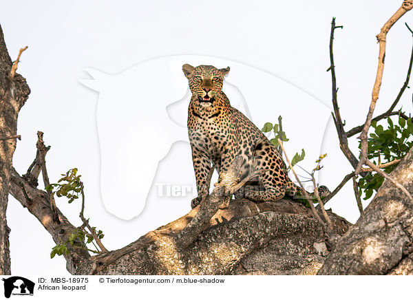 African leopard / MBS-18975