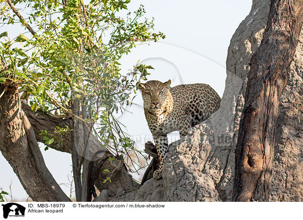 African leopard / MBS-18979