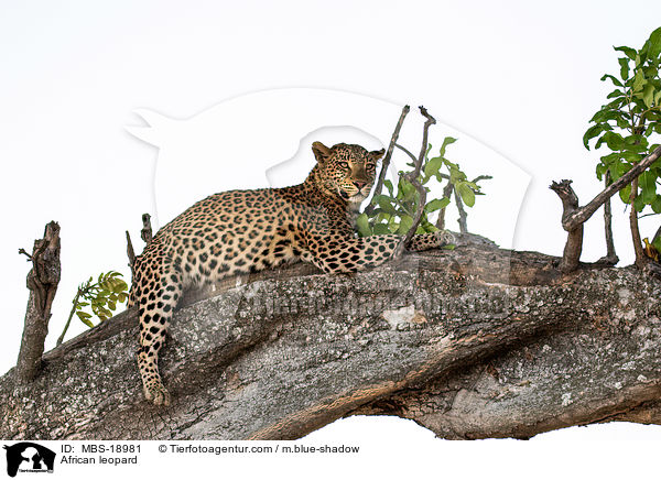 African leopard / MBS-18981