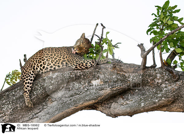 African leopard / MBS-18982