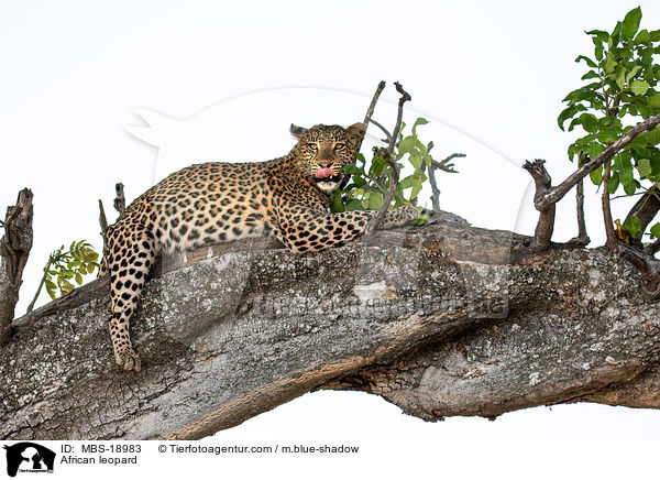 Afrikanischer Leopard / African leopard / MBS-18983