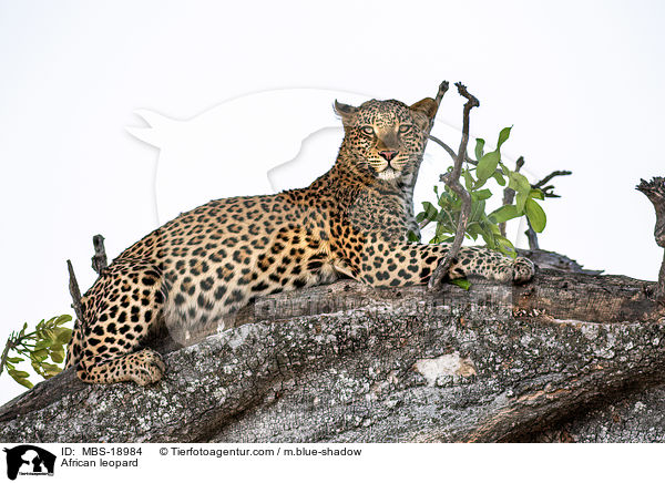 Afrikanischer Leopard / African leopard / MBS-18984