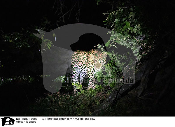Afrikanischer Leopard / African leopard / MBS-18987