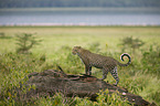 African leopard