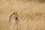 African leopard