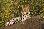 African leopard