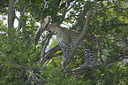 African leopard