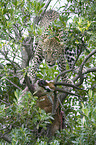 African leopard