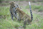 African leopards