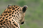 African leopard