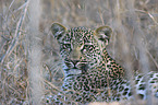 African leopard