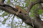 African leopard