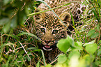 young African leopard