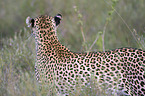 African leopard