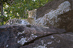 African leopard