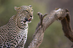 African leopard