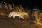 African leopard