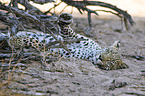 African leopard