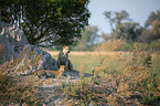 African leopards