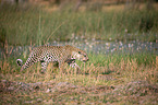 African leopard