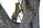 African leopard