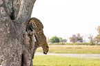 African leopard