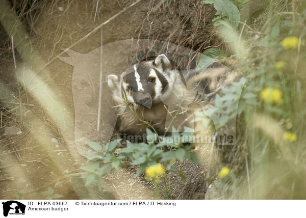 American badger / FLPA-03667