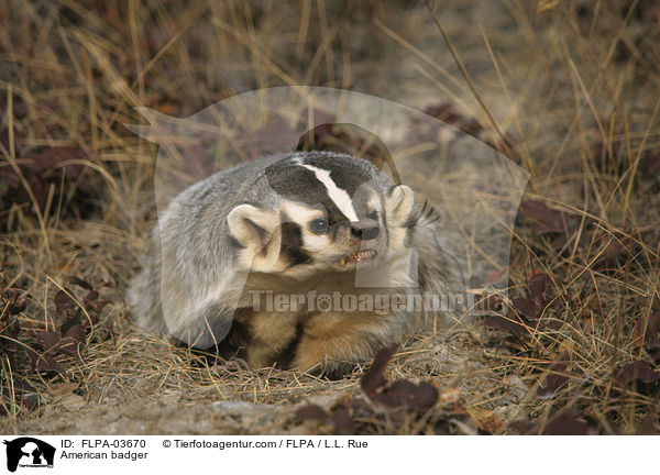 American badger / FLPA-03670