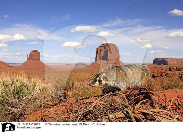 Silberdachs / American badger / FLPA-03674