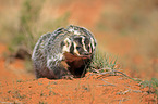 American badger