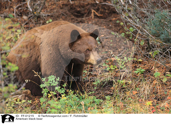 Amerikanischer Schwarzbr / American black bear / FF-01215