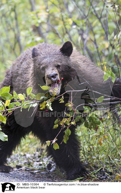 American black bear / MBS-10364