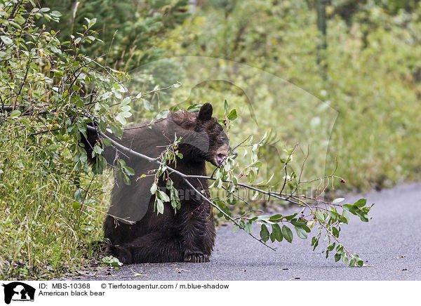 Amerikanischer Schwarzbr / American black bear / MBS-10368