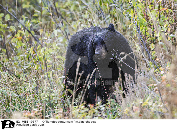 American black bear / MBS-10377