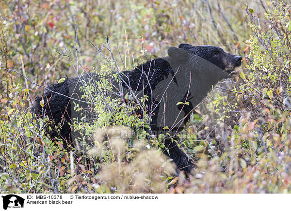 American black bear / MBS-10378