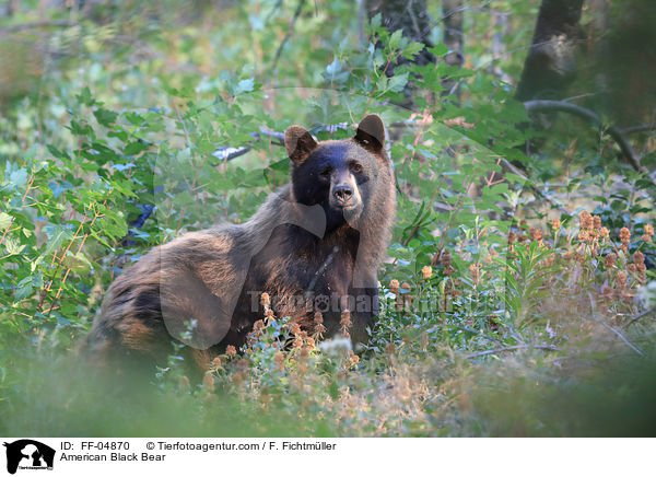 Amerikanischer Schwarzbr / American Black Bear / FF-04870