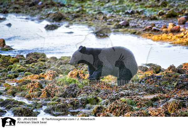 Amerikanischer Schwarzbr / American black bear / JR-02590