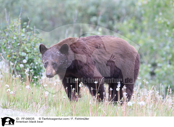 American black bear / FF-06635
