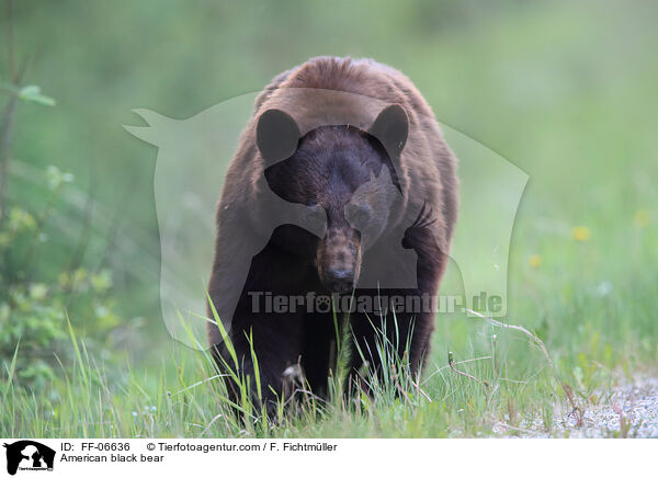 American black bear / FF-06636