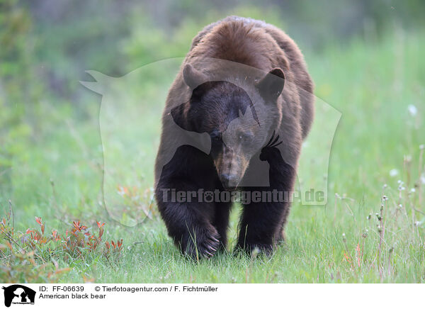 American black bear / FF-06639