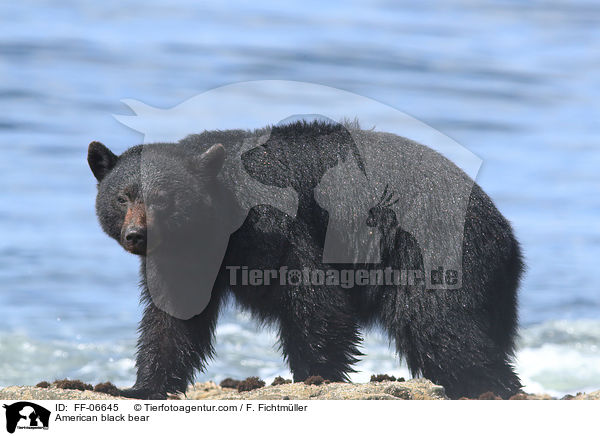 American black bear / FF-06645