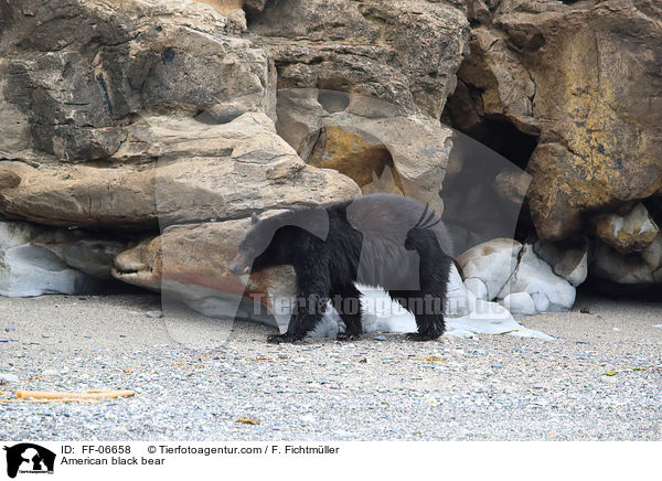 American black bear / FF-06658