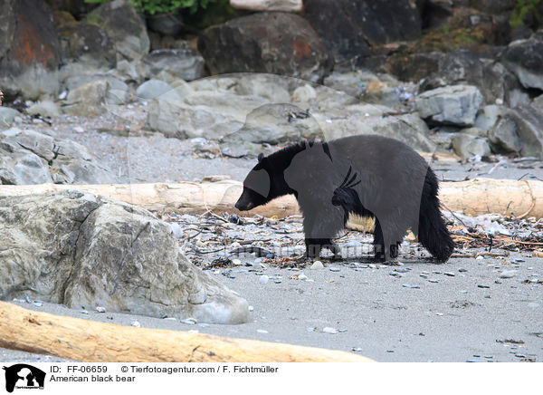 Amerikanischer Schwarzbr / American black bear / FF-06659