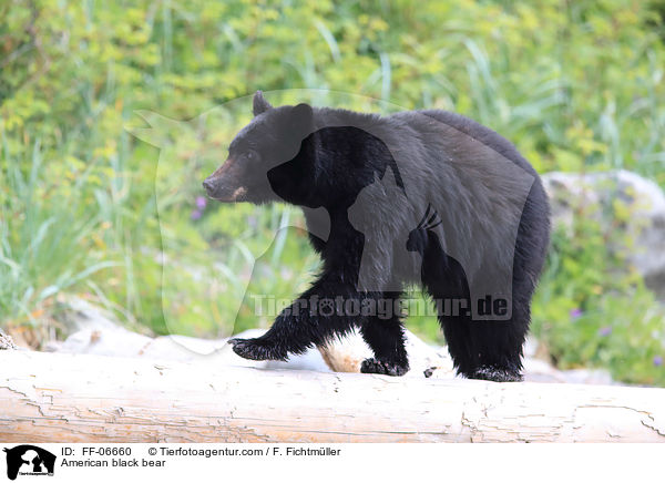 American black bear / FF-06660