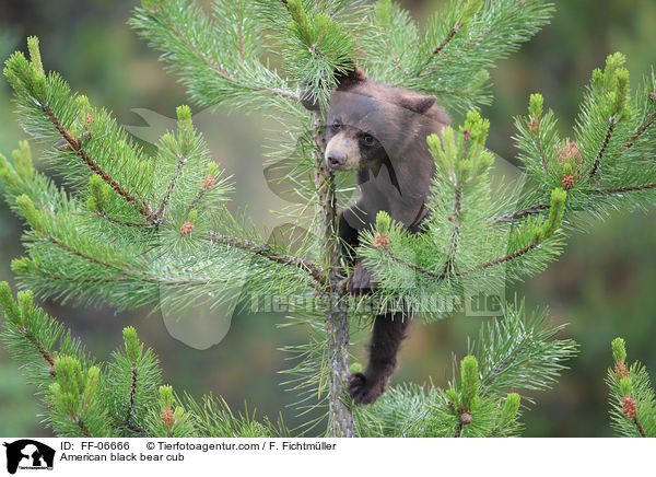 American black bear cub / FF-06666